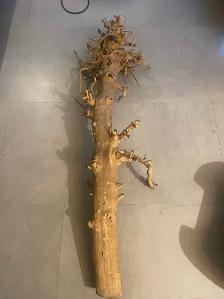 Decoratieve gedroogde stam - Uniek natuurstuk, Hout, Gebruikt, Ophalen of Verzenden, Landelijk