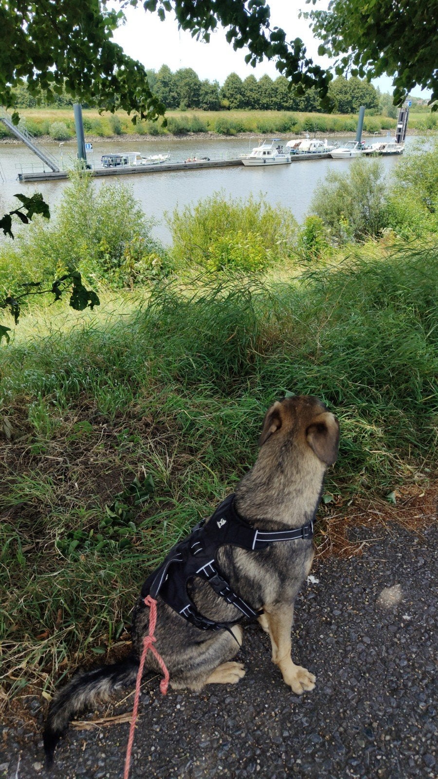 Ik zoek jou, Dieren en Toebehoren, Honden | Niet-rashonden, Reu, 1 tot 2 jaar, Parvo, Eén hond