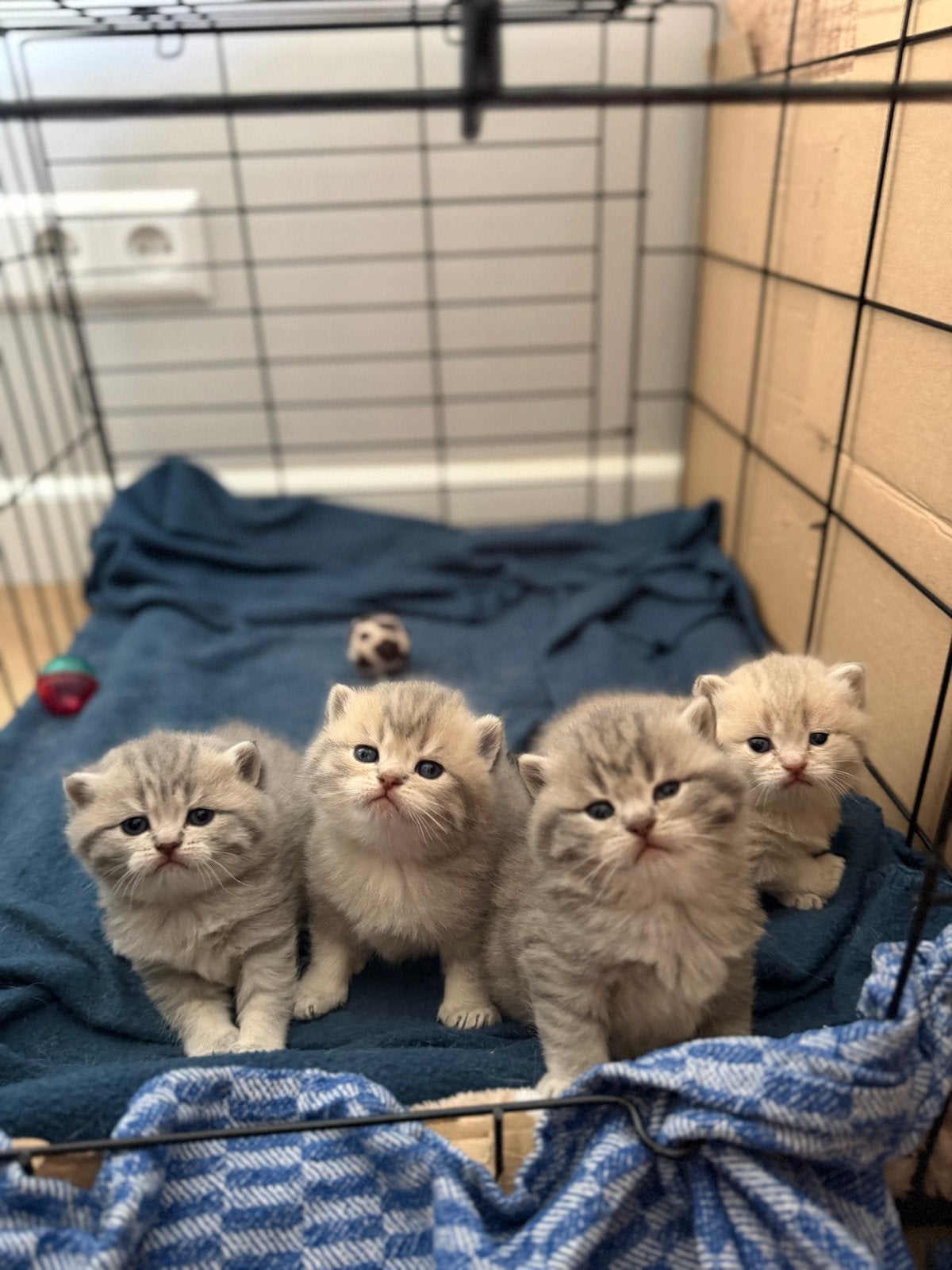 Britse korthaar Kittens Blue Golden Shaded, Kater, Ontwormd, 0 tot 2 jaar