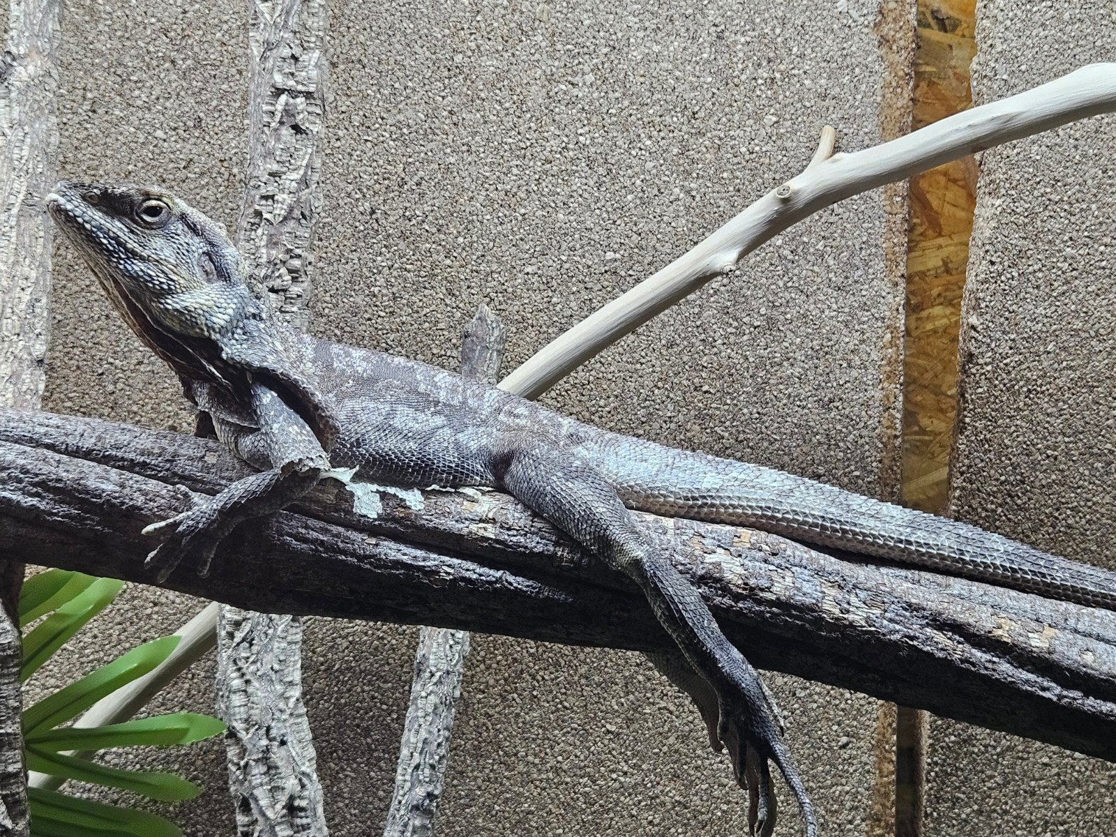 Chlamydosaurus kingii/kraaghagedis man te koop
Soort
Chlamy, Dieren en Toebehoren, Reptielen en Amfibieën, Hagedis, 3 tot 6 jaar