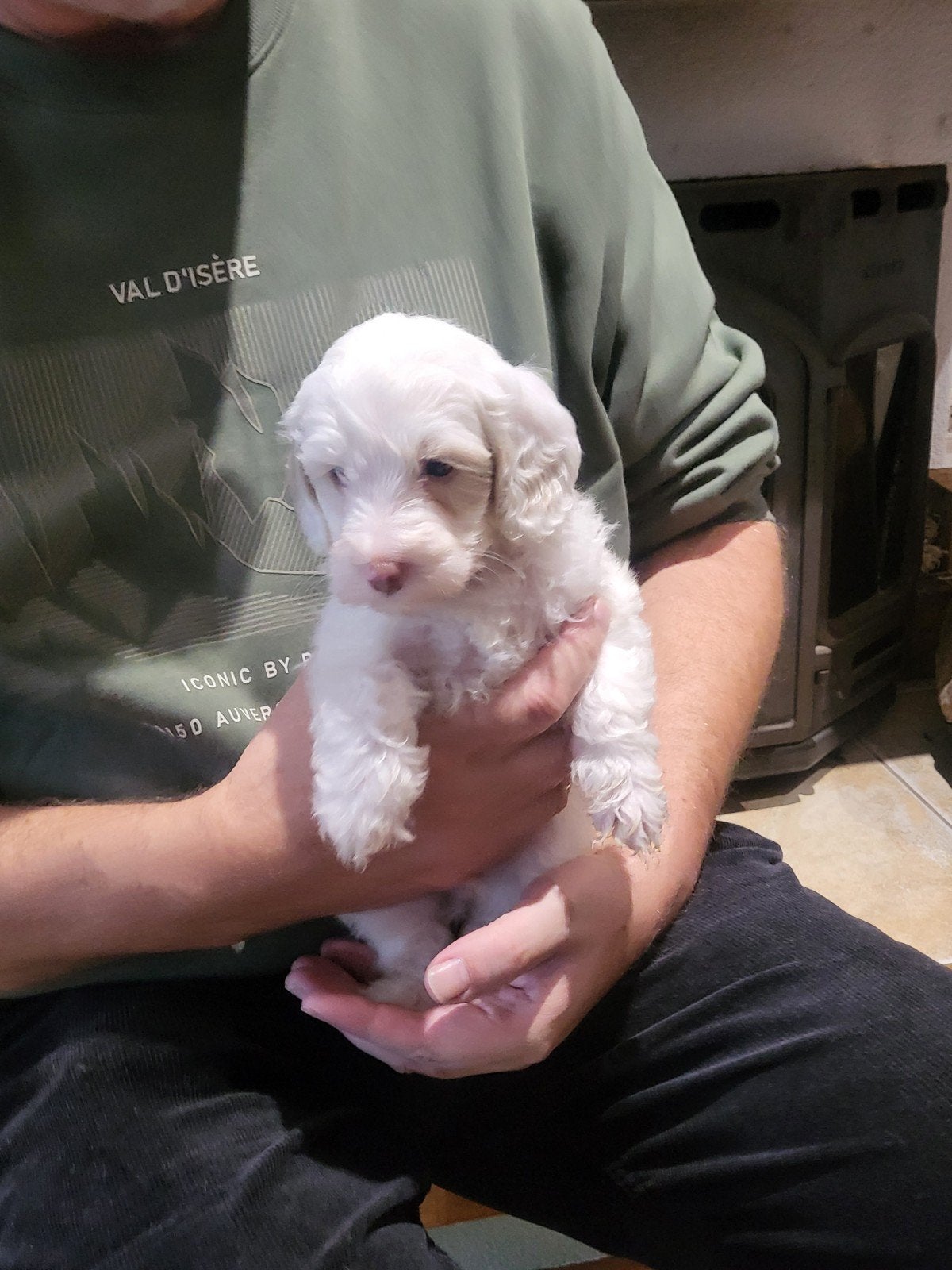 Wegens annulering nog 1 mini labradoodle reu beschikbaar, 8 tot 15 weken, Eén hond, CDV (hondenziekte), Nederland