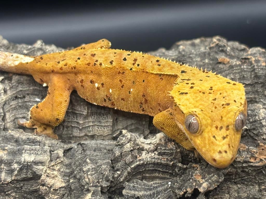 Correlophus ciliatus - Wimpergekko - Crested Gecko, Dieren en Toebehoren, Hagedis, 0 tot 2 jaar