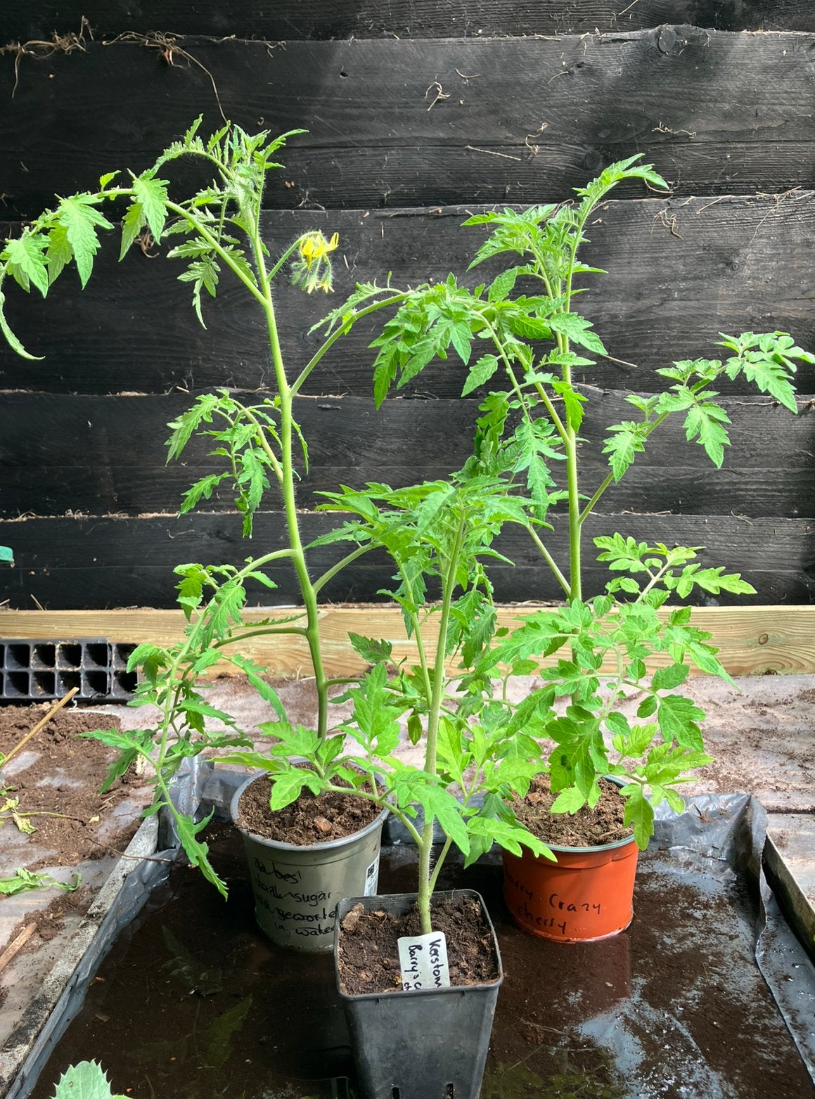Tomatenplanten verschillende soorten BIOLOGISCH, Tuin en Terras, Planten | Tuinplanten, Ophalen, Eenjarig, Groenteplanten, Volle zon