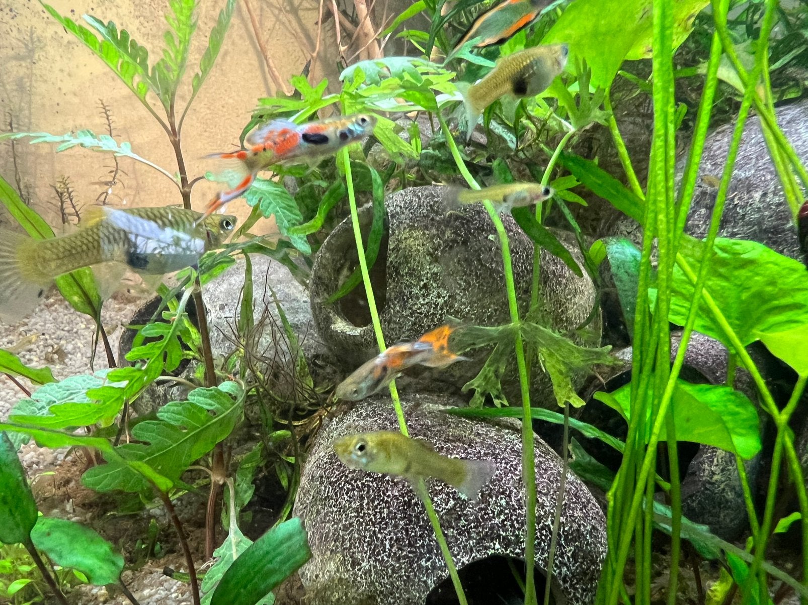Endler Guppy Vis Aquarium, Vis