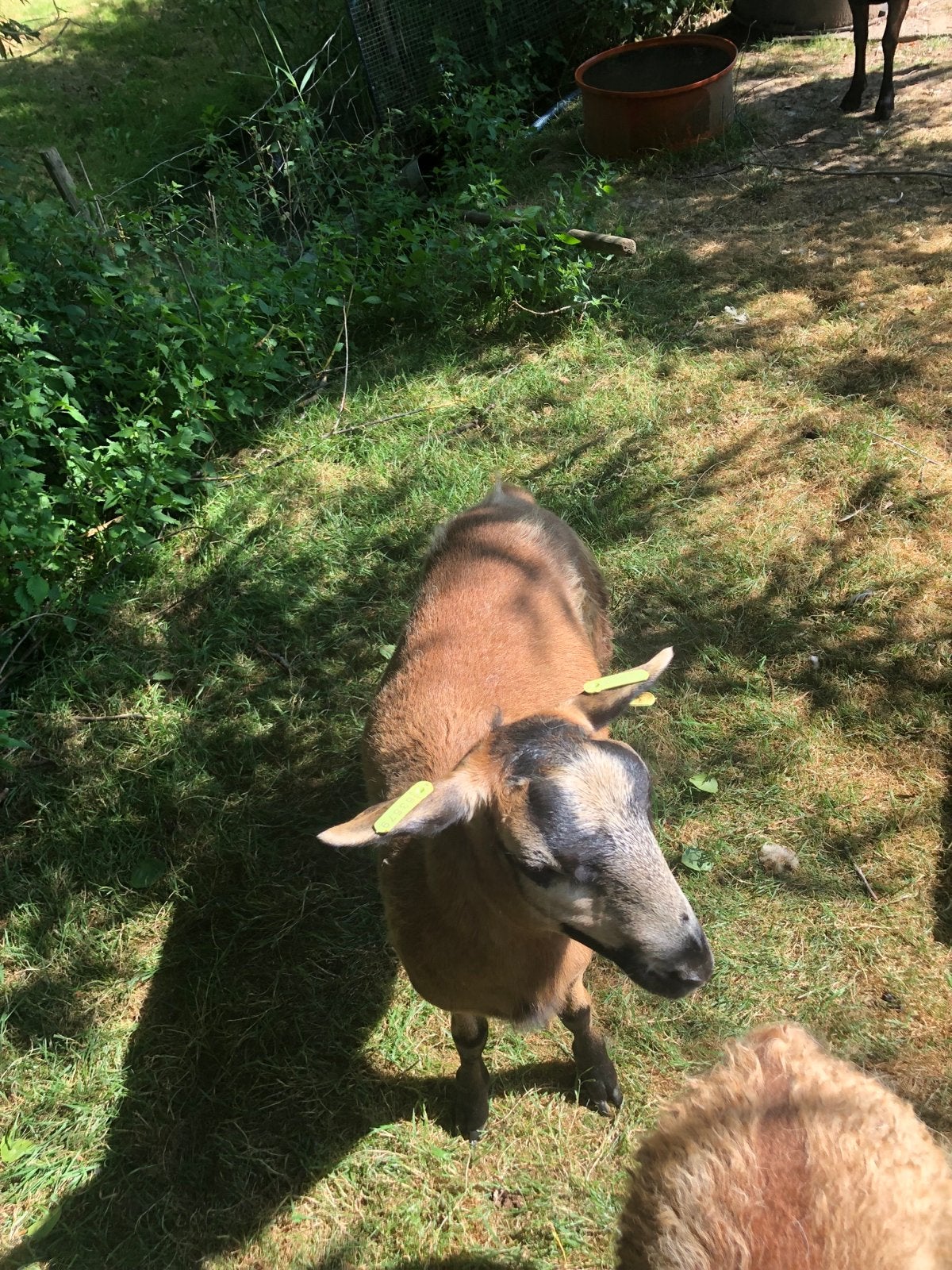 Jonge ram Maasduin schaap, Mannelijk, Schaap