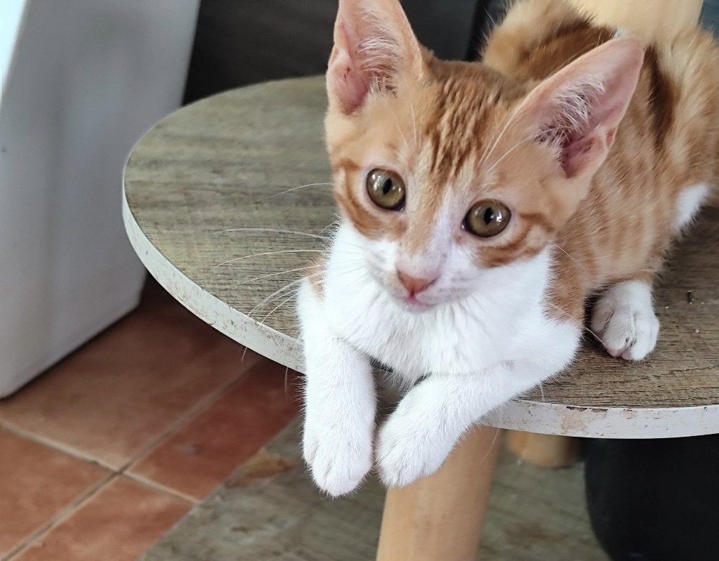 Jarela, Ninet, gered uit de motor van een auto, 4-4-26, Poes, Kortharig, 0 tot 2 jaar