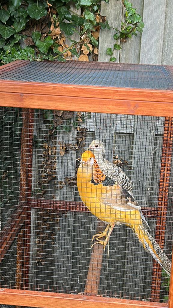Gele fazanten 2 manen 3 hennen, Dieren en Toebehoren, Meerdere dieren