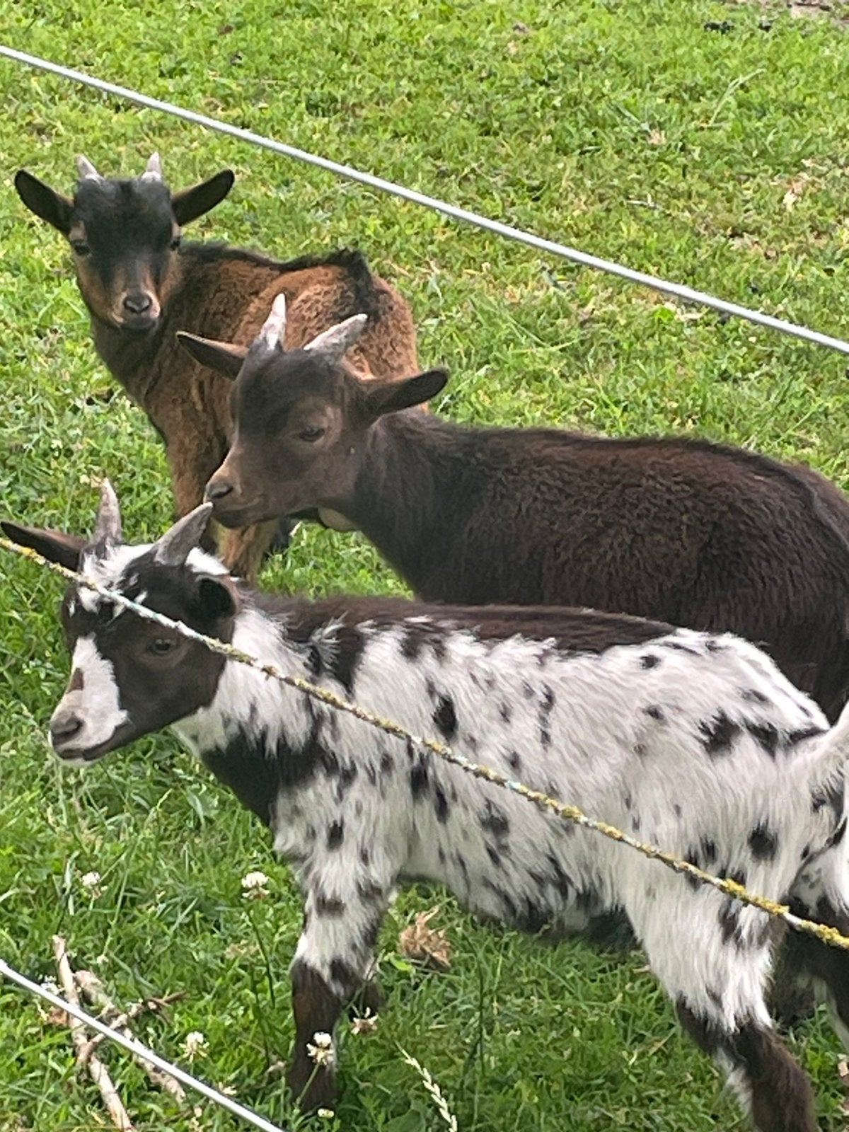 Dwergbokjes bokjes, Dieren en Toebehoren, Mannelijk, Geit, 0 tot 2 jaar