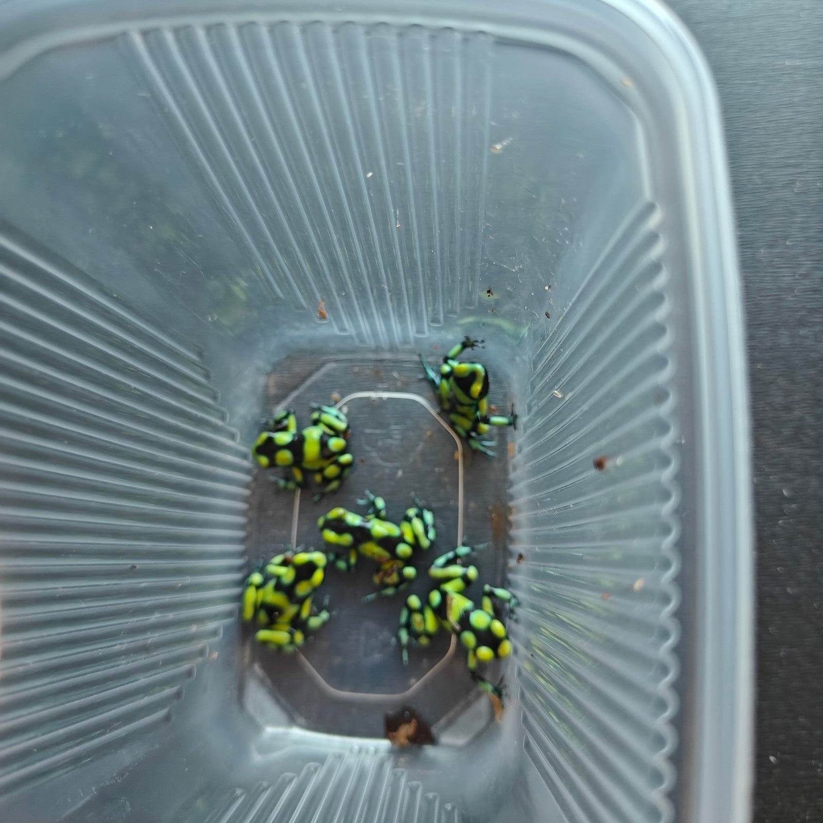 0.0.4 Dendrobates Auratus "Capurgana", Amfibie, 0 tot 2 jaar