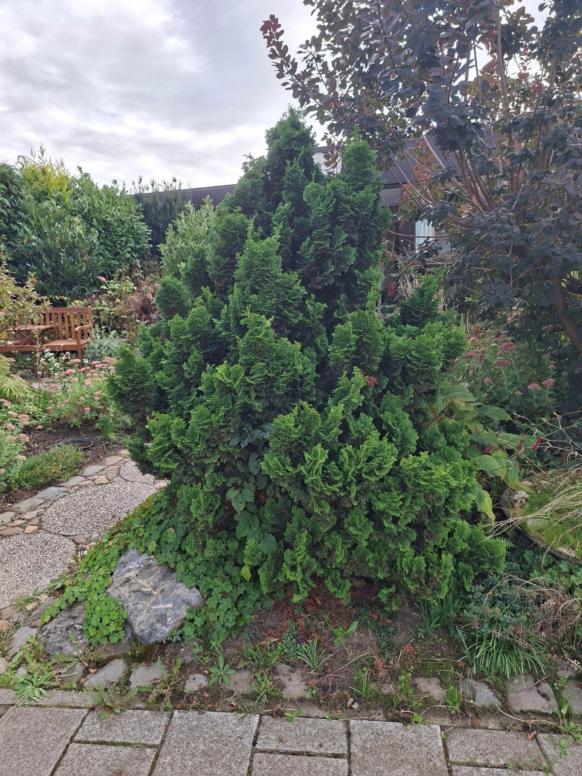 diverse dennen / coniferen, Ophalen, Conifeer, 100 tot 250 cm