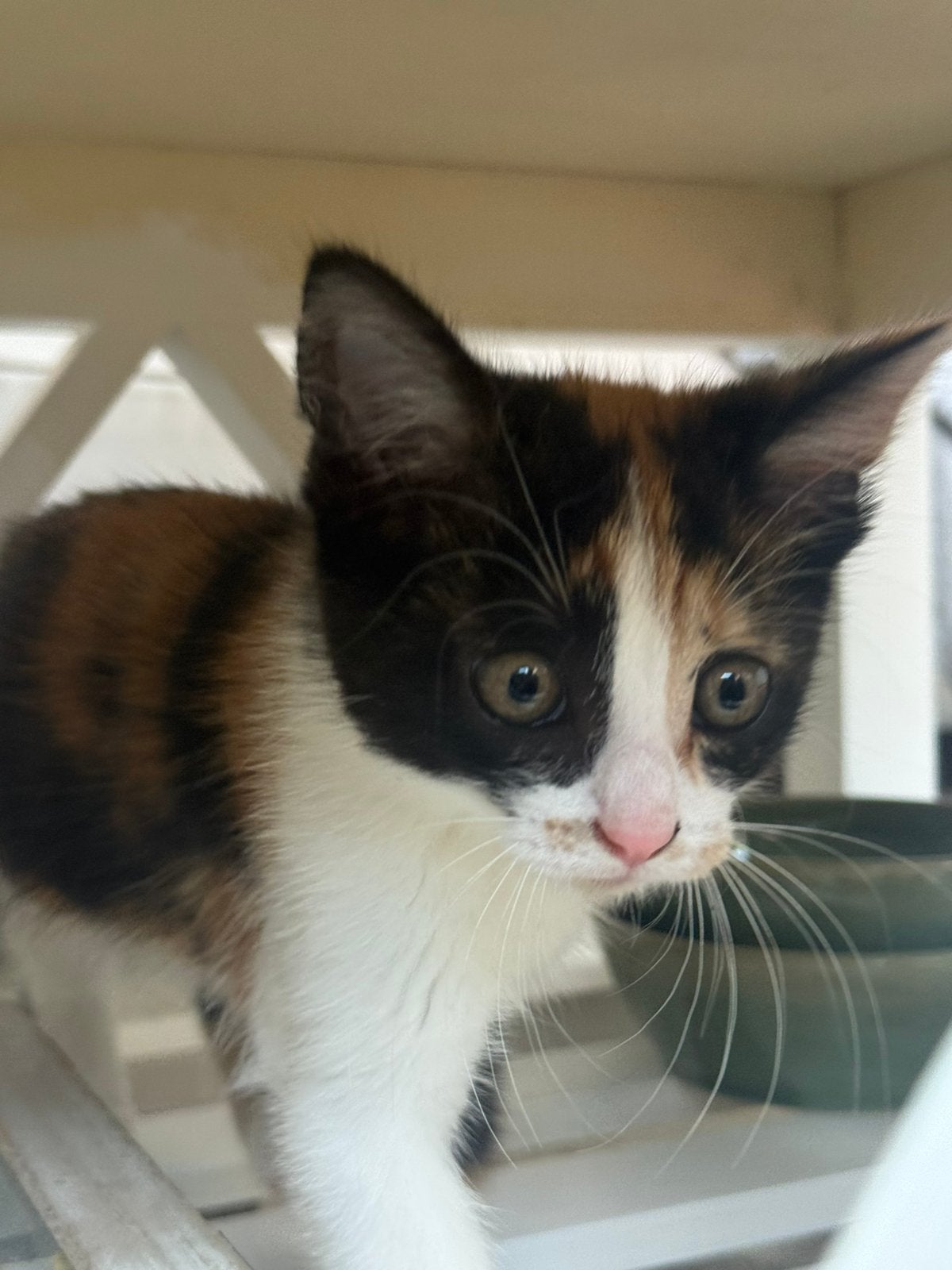 Lapjes kitten te koop!, Kater