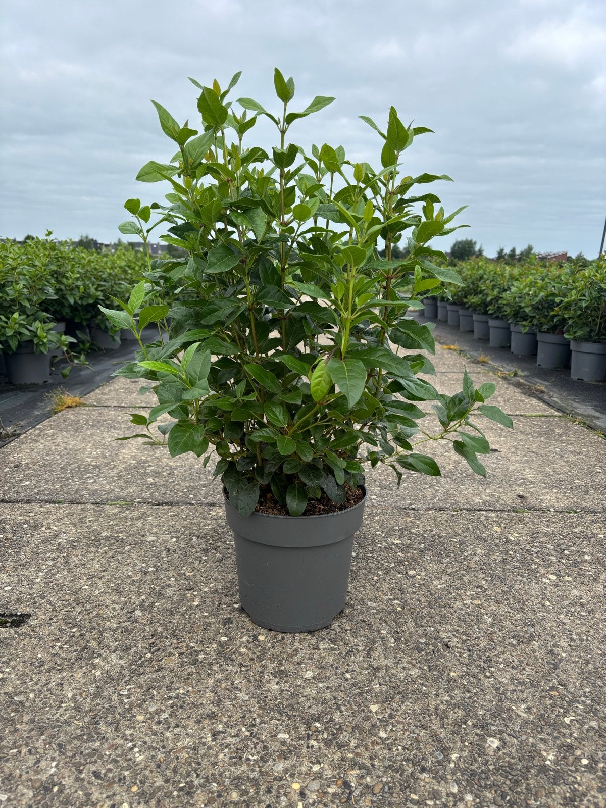 Viburnum Tinus planten - Diverse maten, gezond en mooi, Overige soorten, Vaste plant, Ophalen of Verzenden, Halfschaduw