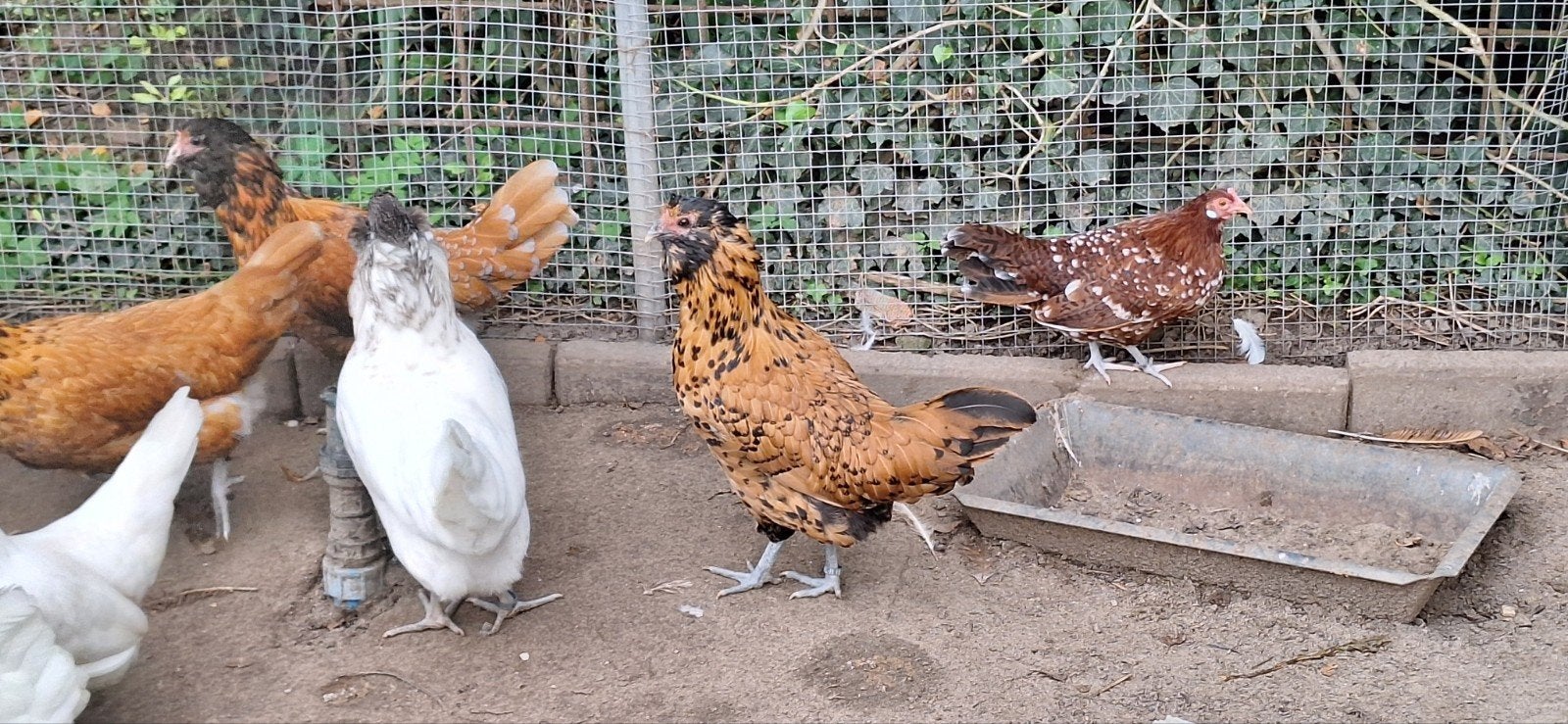 jonge hennen. Fries kriel en uilebaard, Dieren en Toebehoren, Vrouwelijk, Kip