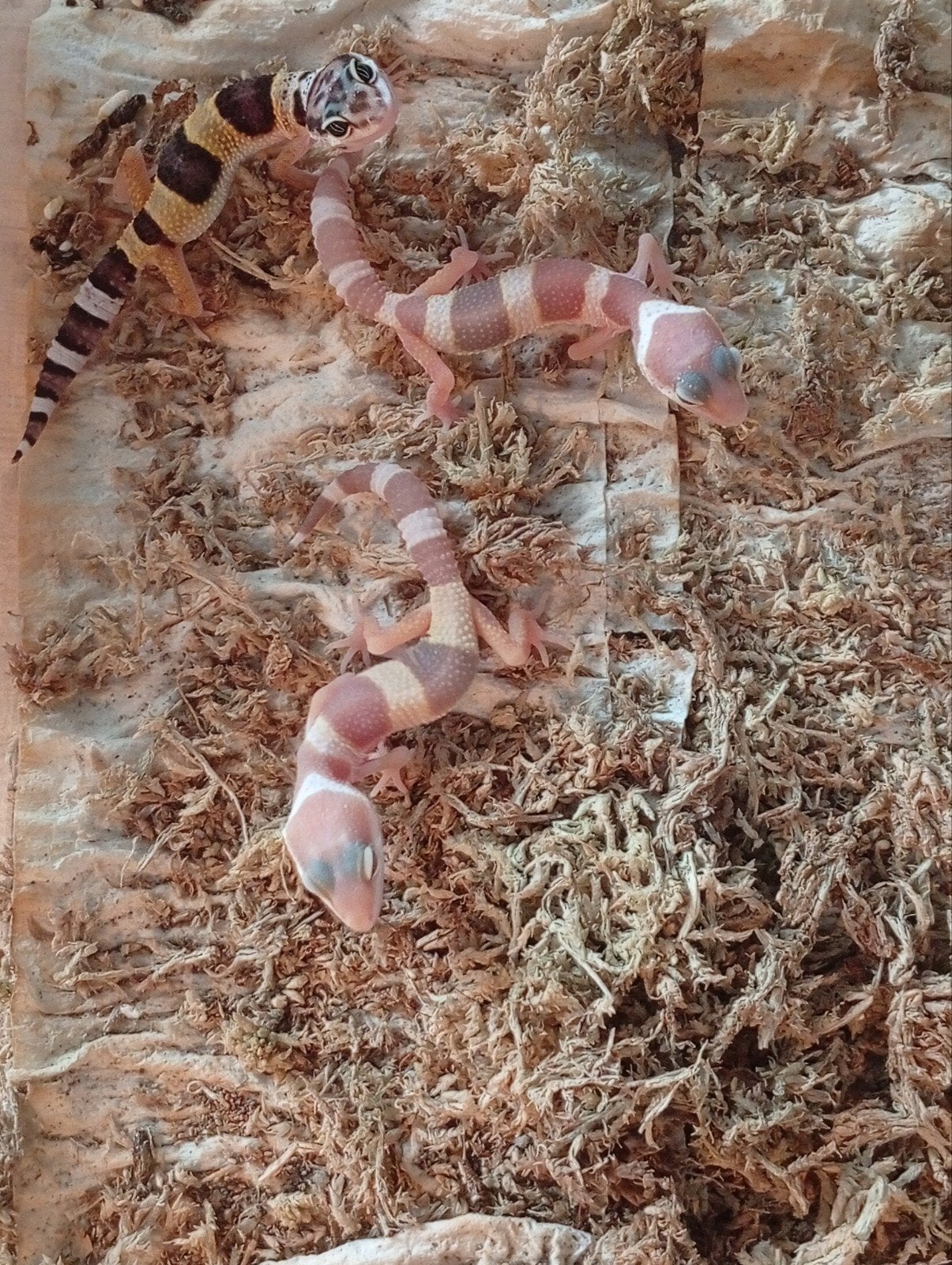 luipaardgekko luipaard Gekko, Dieren en Toebehoren, Reptielen en Amfibieën, Hagedis, 0 tot 2 jaar