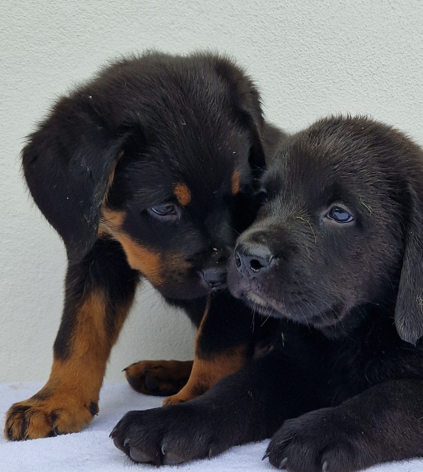 Kruising labrador x berner sennen / boulab, Nederland, Parvo, 8 tot 15 weken, Groot