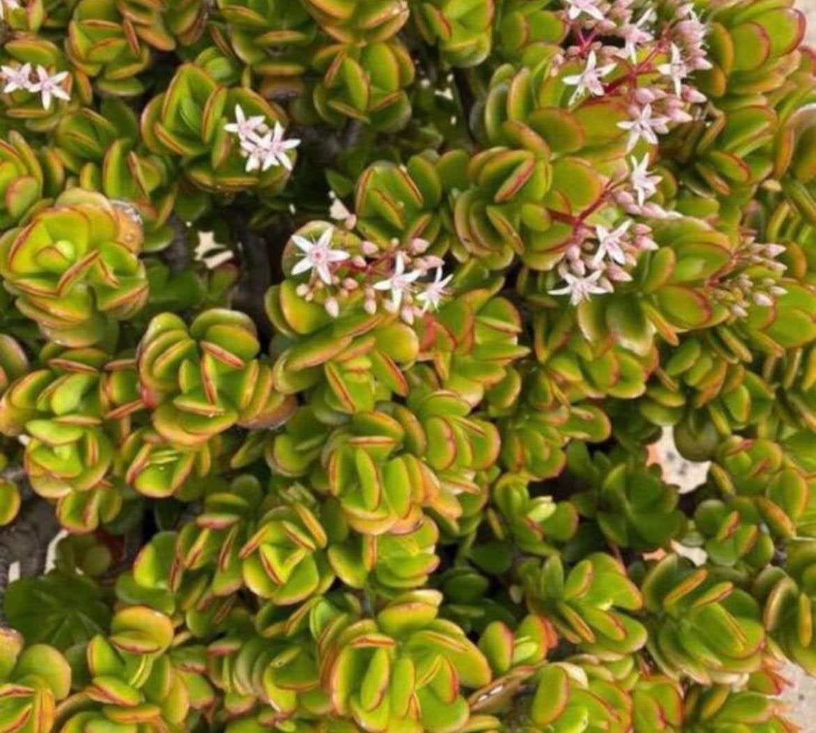 Biologische Crassula Ovata in diverse vintage bloempotten, Ophalen, Vetplant, In pot, Minder dan 100 cm
