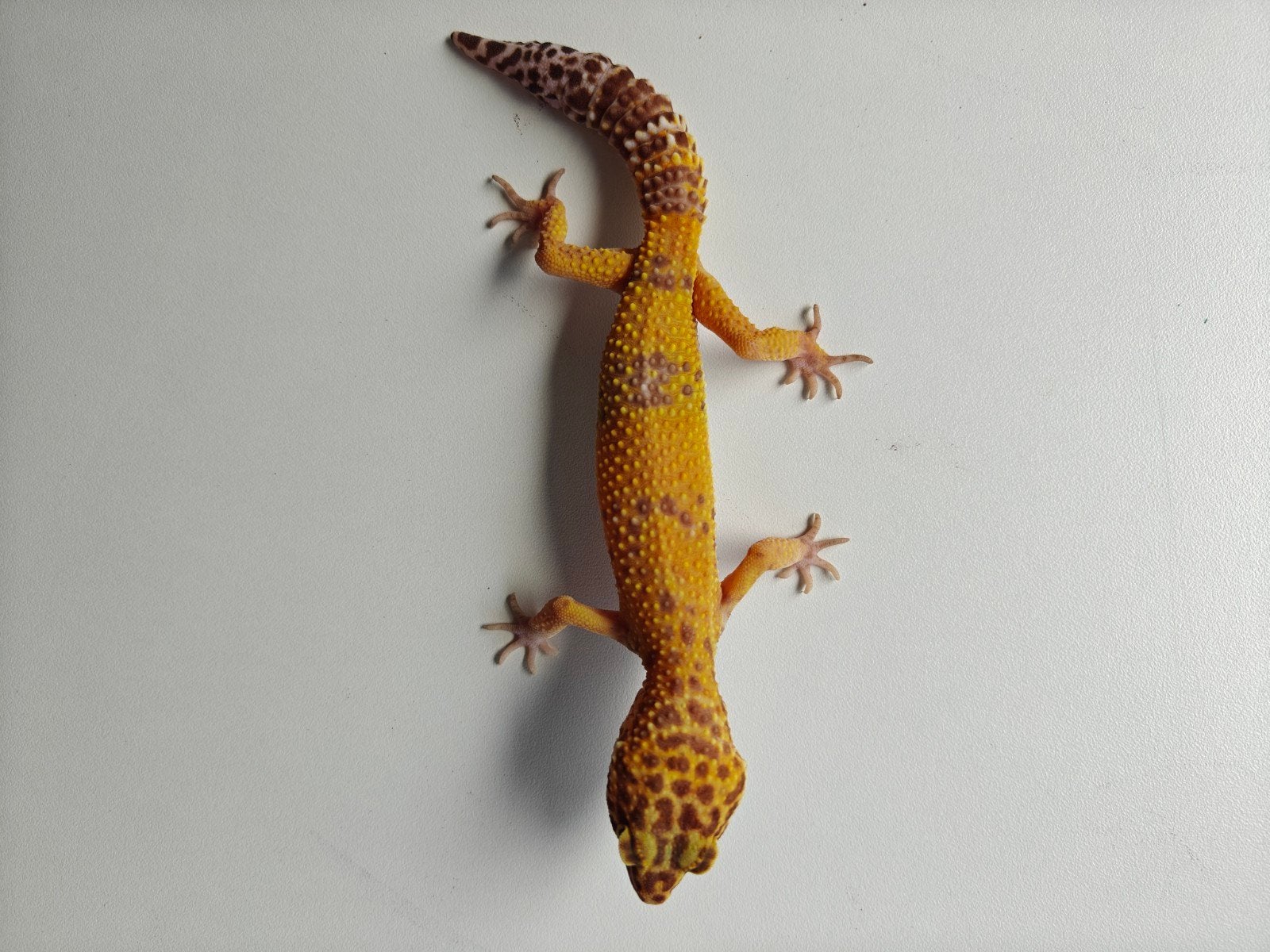 Mooie oranje Tangerine luipaardgekko te koo Leopard Gecko photo 4