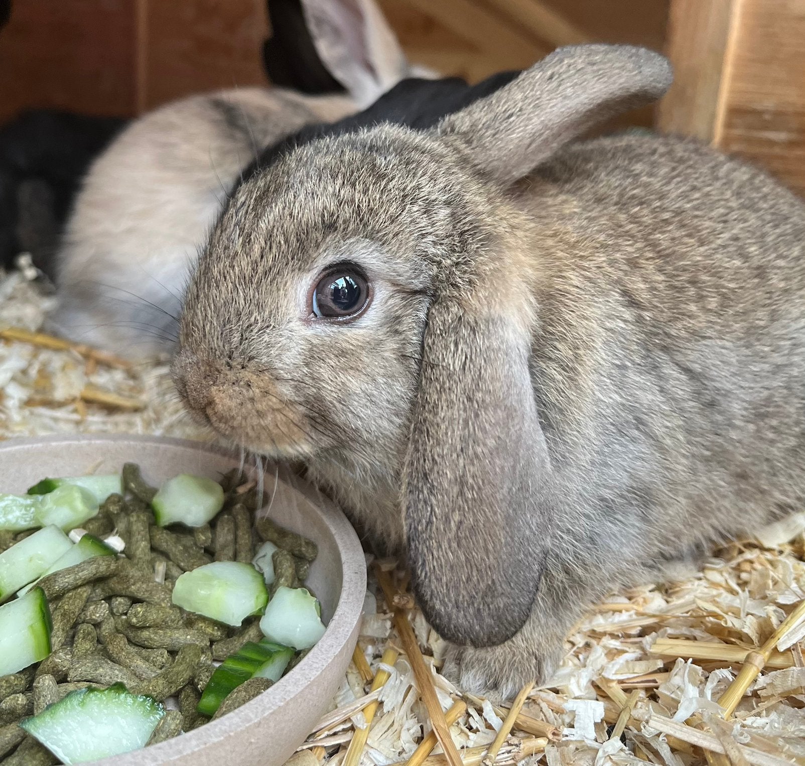 Laatste dwerg hangoor konijntje!, Dieren en Toebehoren, Konijnen, Mannelijk, Dwerg, Hangoor