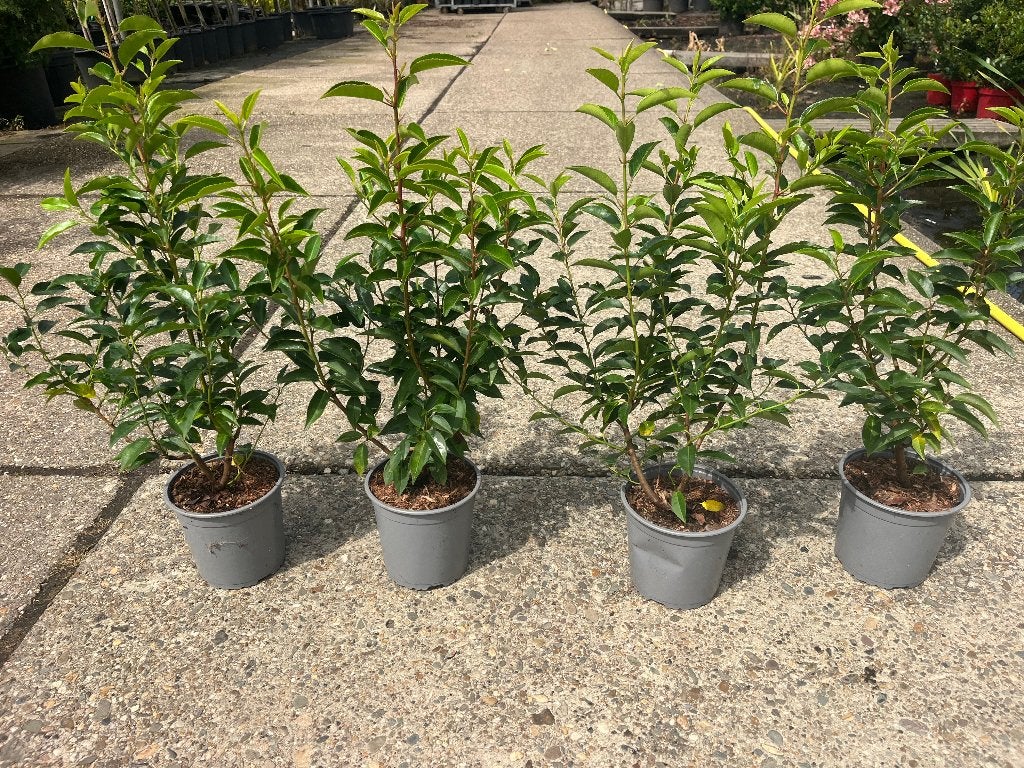 Prunus Angustifolia, Portugese Laurier +/-60 cm hoog € 6,95, Haag, Minder dan 100 cm, Ophalen of Verzenden, Laurier