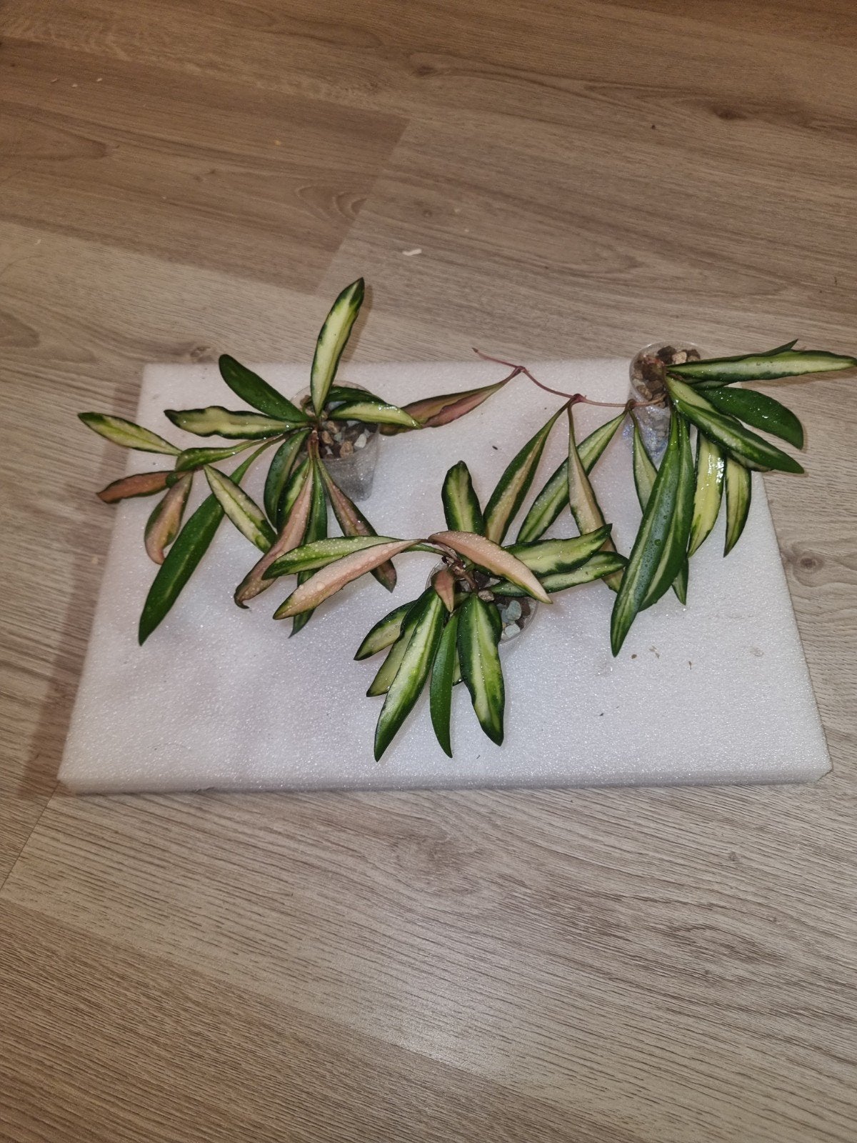 Hoya wayetii tricolor, Ophalen of Verzenden, Halfschaduw, Minder dan 100 cm