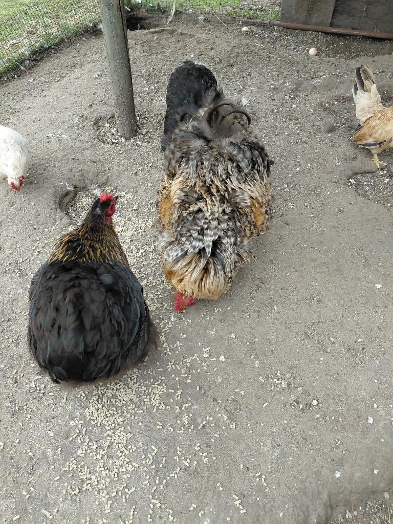 Cochin, Dieren en Toebehoren, Pluimvee, Meerdere dieren, Kip