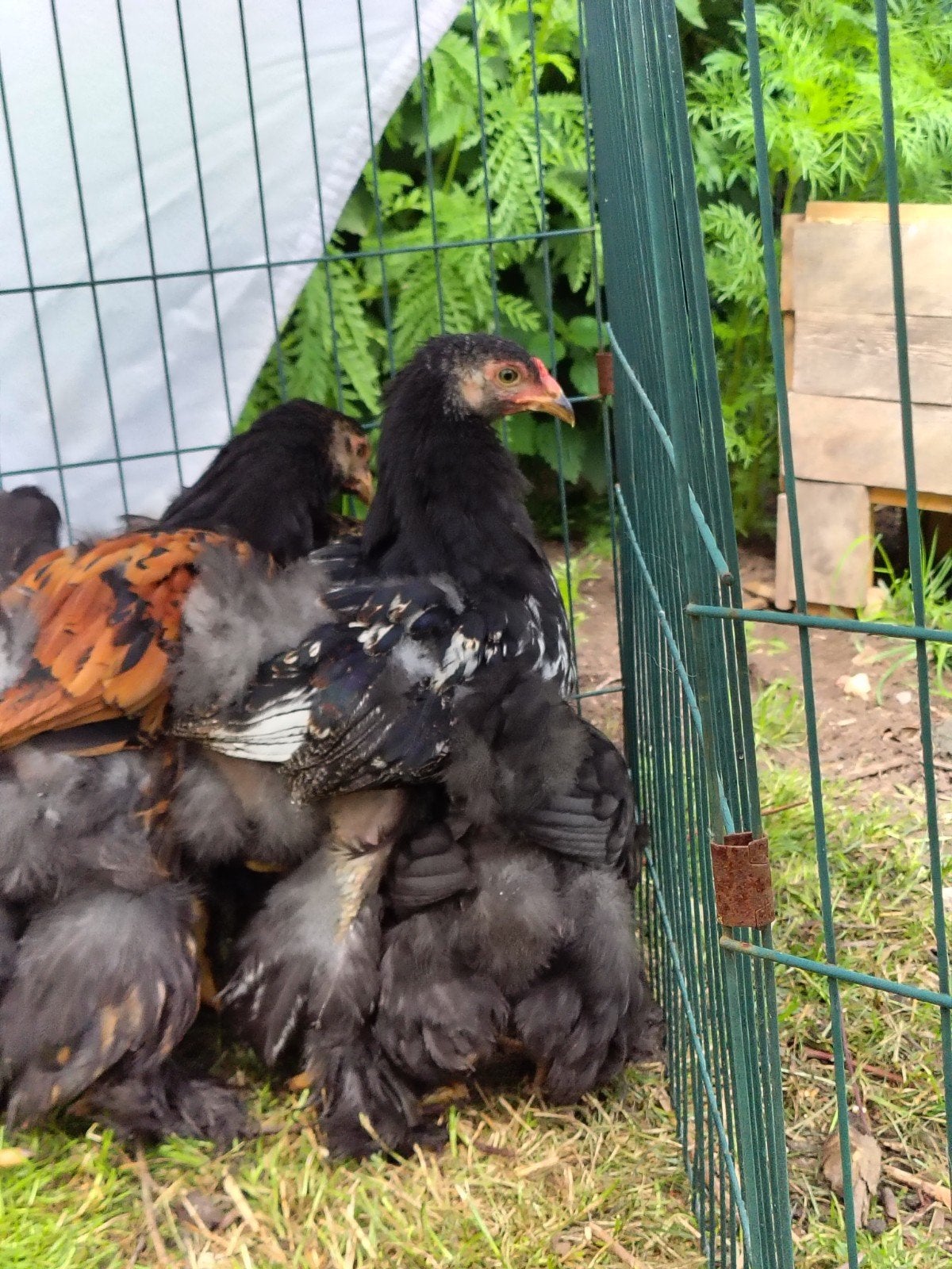 Raszuivere Brahma hanen - verschillende kleurslagen!, Dieren en Toebehoren, Pluimvee, Mannelijk, Kip
