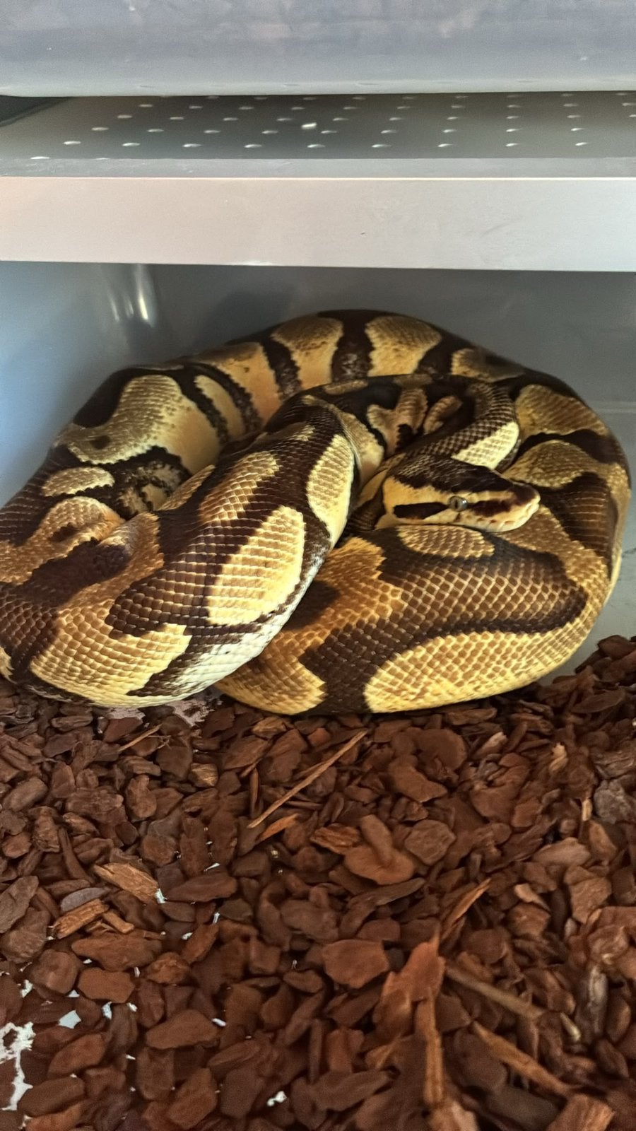 Ballpython (koningspython) Ball Python - unknown for sale from manouk van Oeveren