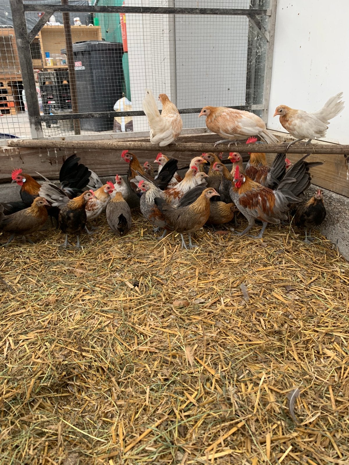 Hollandse kriel, Dieren en Toebehoren, Pluimvee, Meerdere dieren, Kip