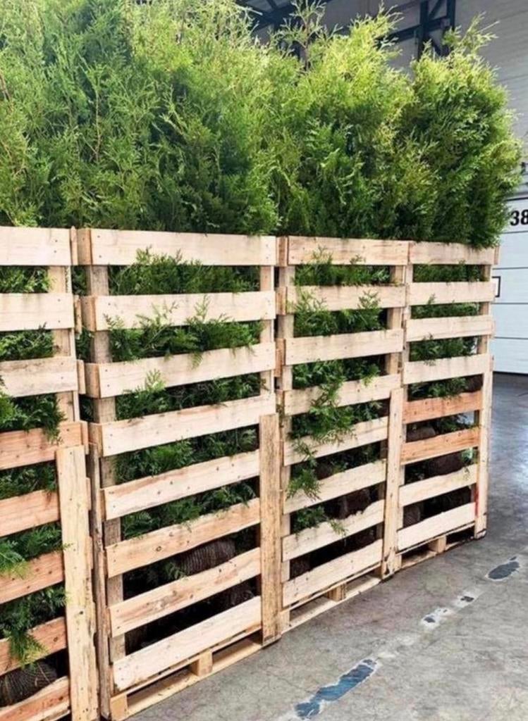 ⛔️AANBIEDING⛔️ Pallets coniferen, Tuin en Terras, Planten | Struiken en Hagen, Ophalen of Verzenden, Laurier, 100 tot 250 cm