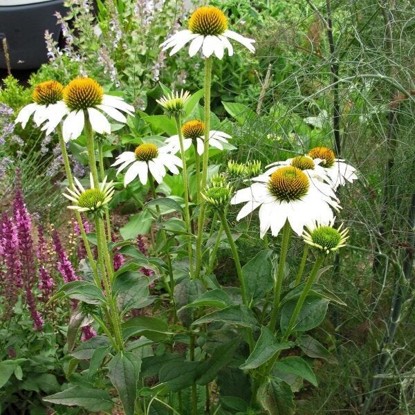 Echinacea purpurea 'White Swan' (Witte Zonnehoed) in P9, Ophalen, Vaste plant, Overige soorten, Volle zon