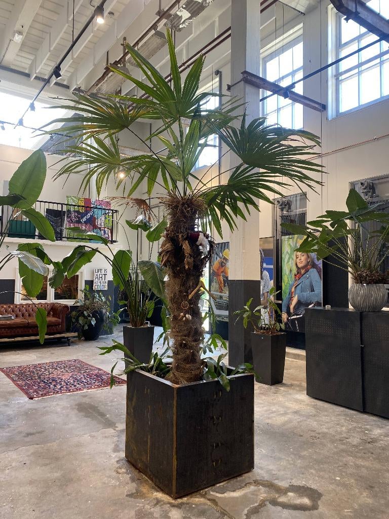 Metershoge palm (inclusief metalen bak), Tuin en Terras, Planten | Bomen, Palmboom, 250 tot 400 cm, Halfschaduw, Bloeit niet, In pot