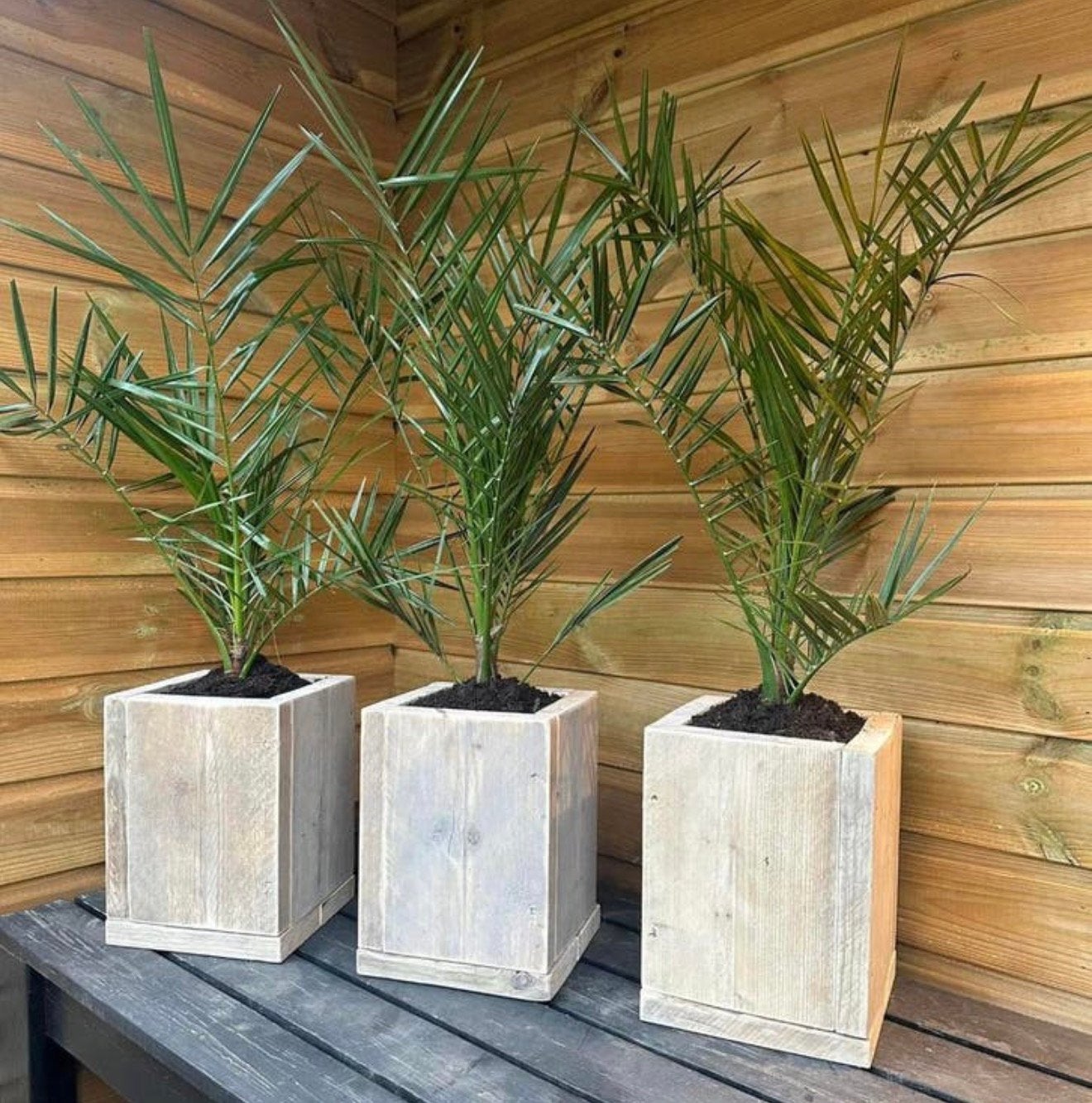 PHOENIX PALM IN STEIGERHOUTBAK, Ophalen, Vierkant, Nieuw, 60 cm of meer