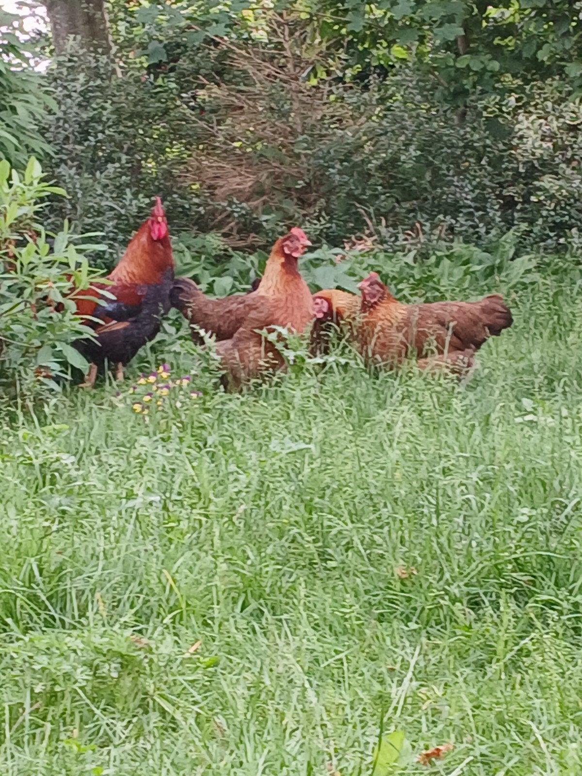 Welsummer kwartet, Meerdere dieren, Kip