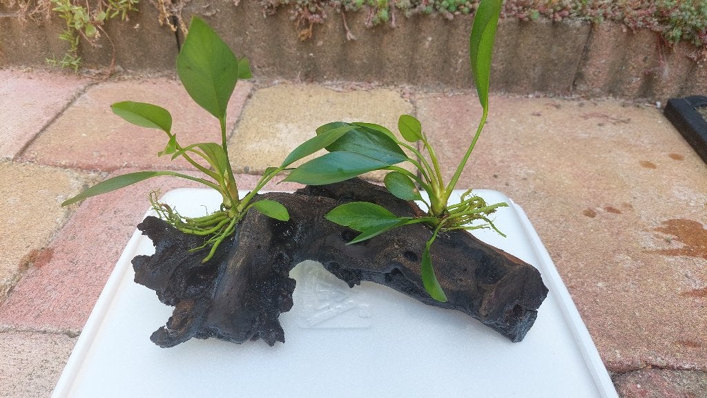 Aquariumhout met Anubias Congensis (E), Dieren en Toebehoren, Ophalen, Inclusief planten, Plant(en), Steen of Hout, Nieuw
