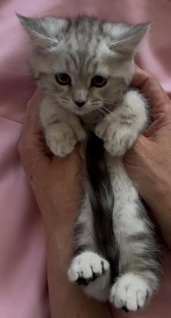 Mainecoon x Britse kittens zoeken nieuw personeel, Meerdere dieren, Ontwormd, 0 tot 2 jaar