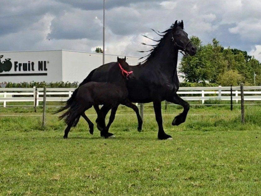 Prachtig Fries merrieveulen met super stamboekpapier!, Dieren en Toebehoren, Paarden, Merrie, Met stamboom, 0 tot 2 jaar