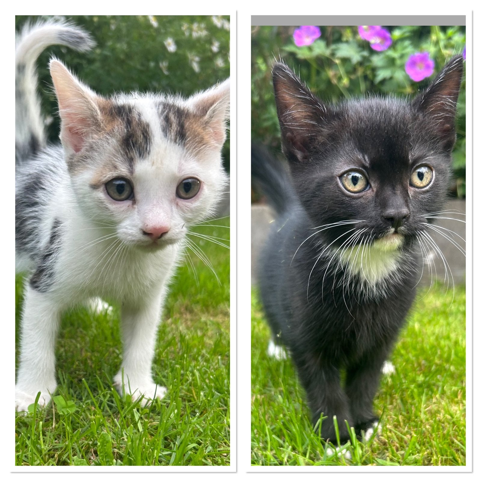 🐾 Twee superlieve kittenbroertjes zoeken een gouden mandje!, Dieren en Toebehoren, Katten en Kittens | Overige Katten, Meerdere dieren