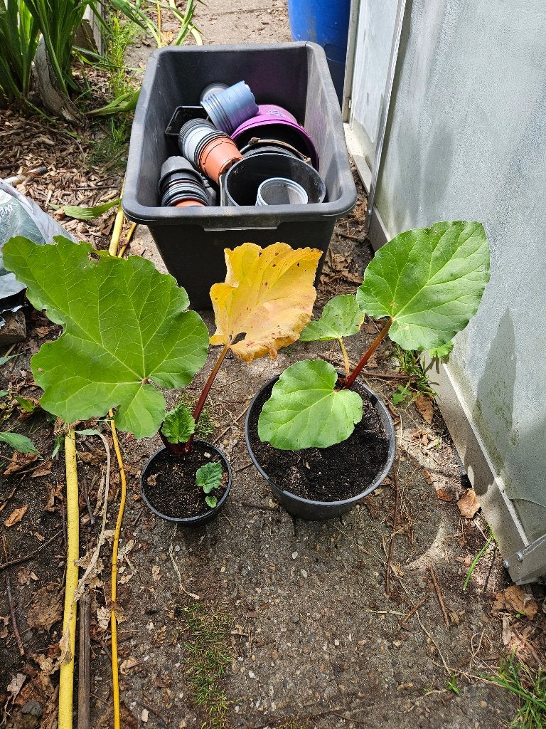 Rabarber, Holsteiner blut, Ophalen, Volle zon, Bloeit niet, Groenteplanten
