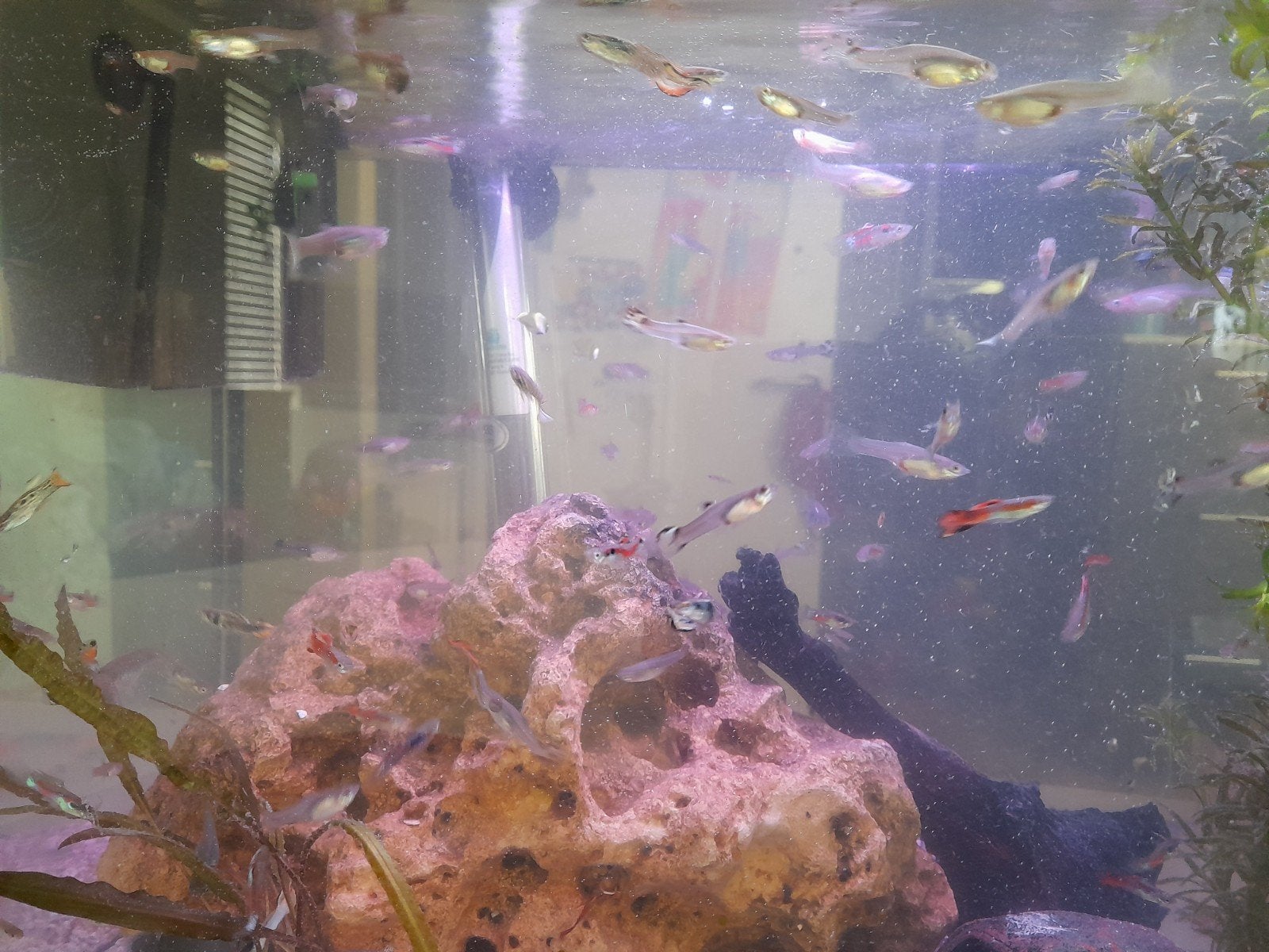 Gratis guppy's, Dieren en Toebehoren, Vissen | Aquariumvissen, Vis