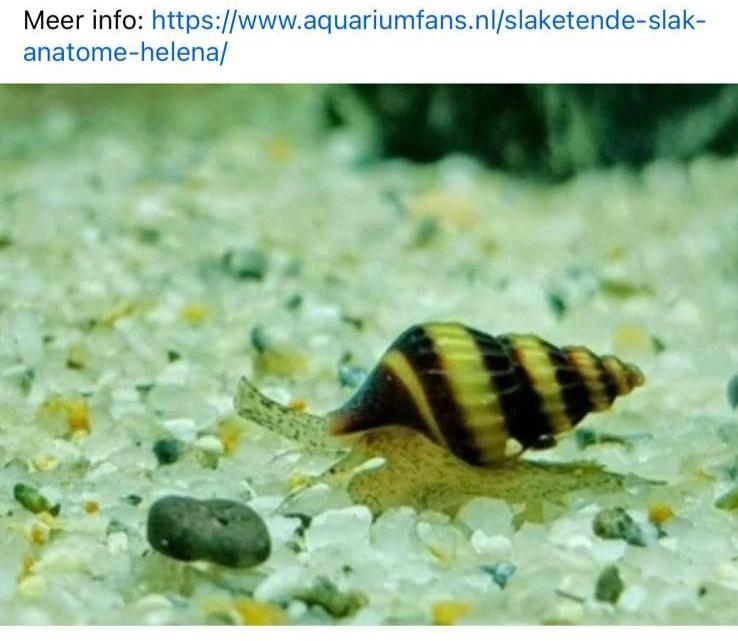 Jonge Heleslakken te koop 5 voor €2,-!, Dieren en Toebehoren, Vissen | Aquariumvissen, Slak of Weekdier