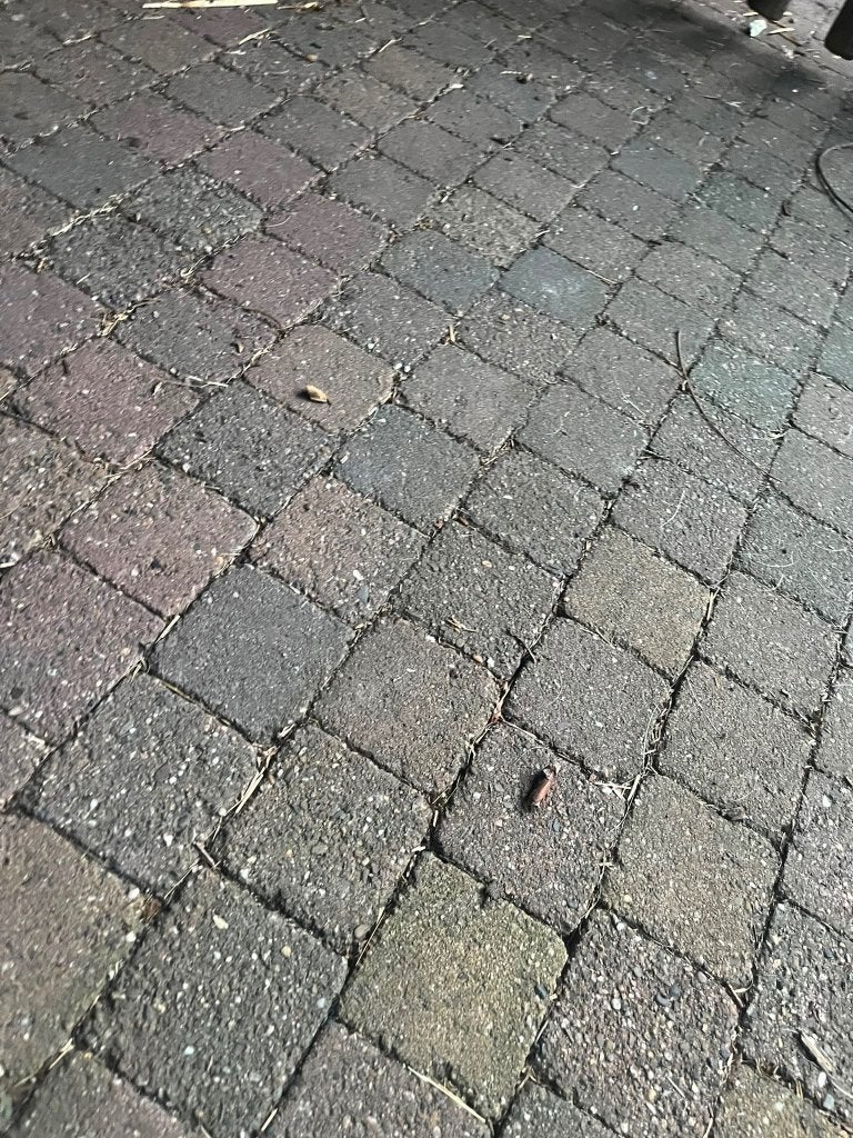 Cobblestones, Ophalen, Overige materialen, Gebruikt, Klinkers