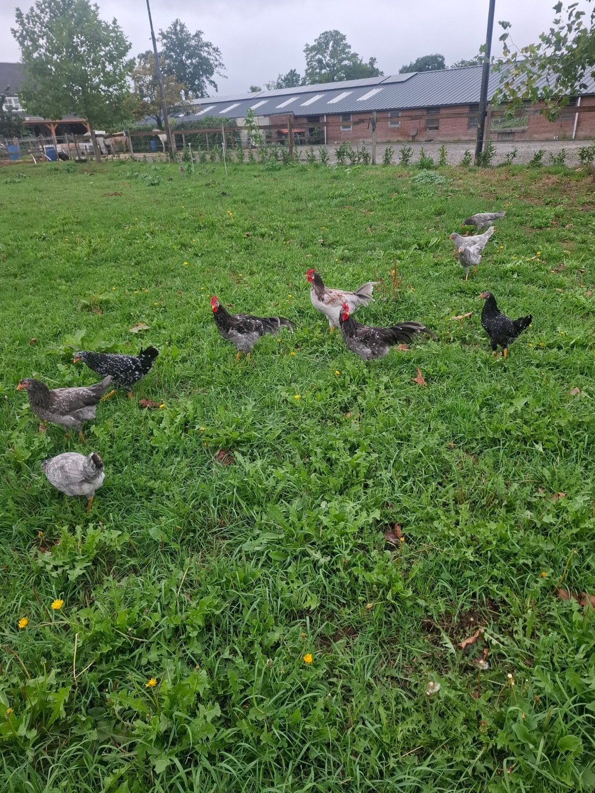 te koop 4 ancona hanen van dit jaar., Mannelijk, Kip