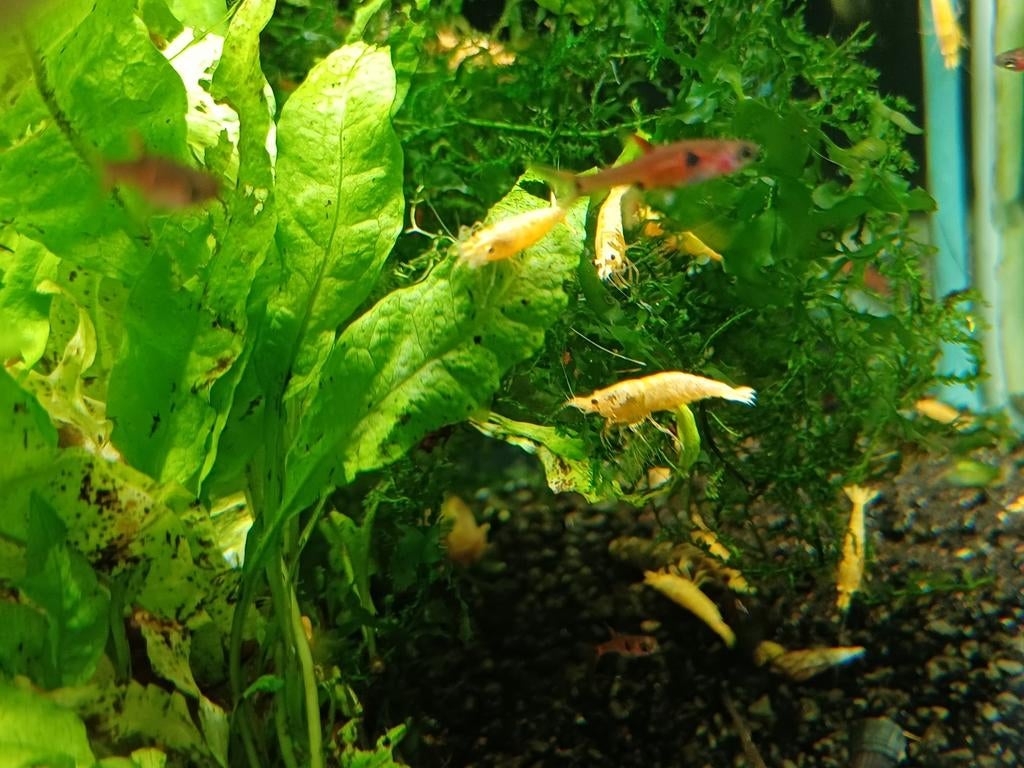 Hobbyaquarium  Crested Cream garnalen AKTIE Hemelvaart, Kreeft, Krab of Garnaal, Zoetwatervis, Schoolvis