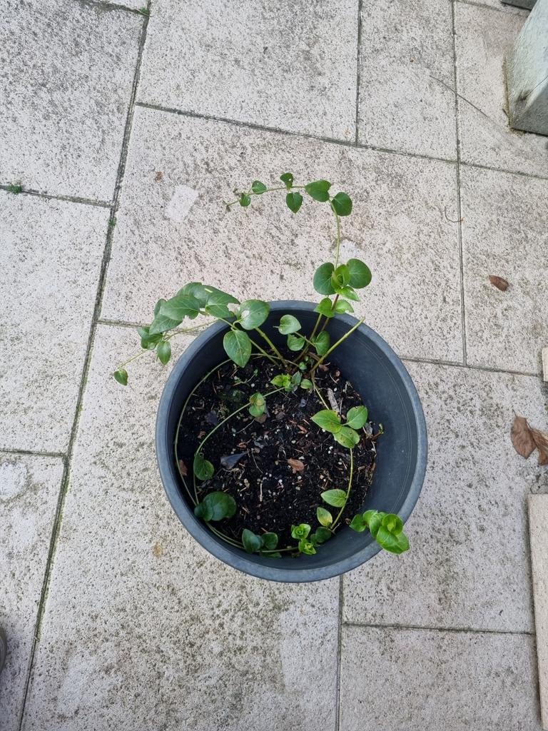 Bodembedekker foto 2 is moederplant, Ophalen, Lente, Bodembedekkers, Halfschaduw