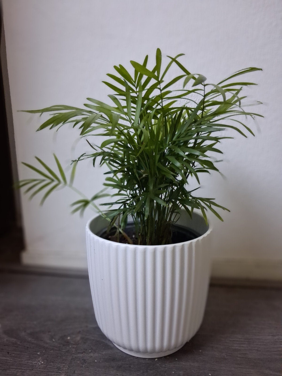 Mexicaanse Dwergpalm, Ophalen, Palm, Halfschaduw, In pot