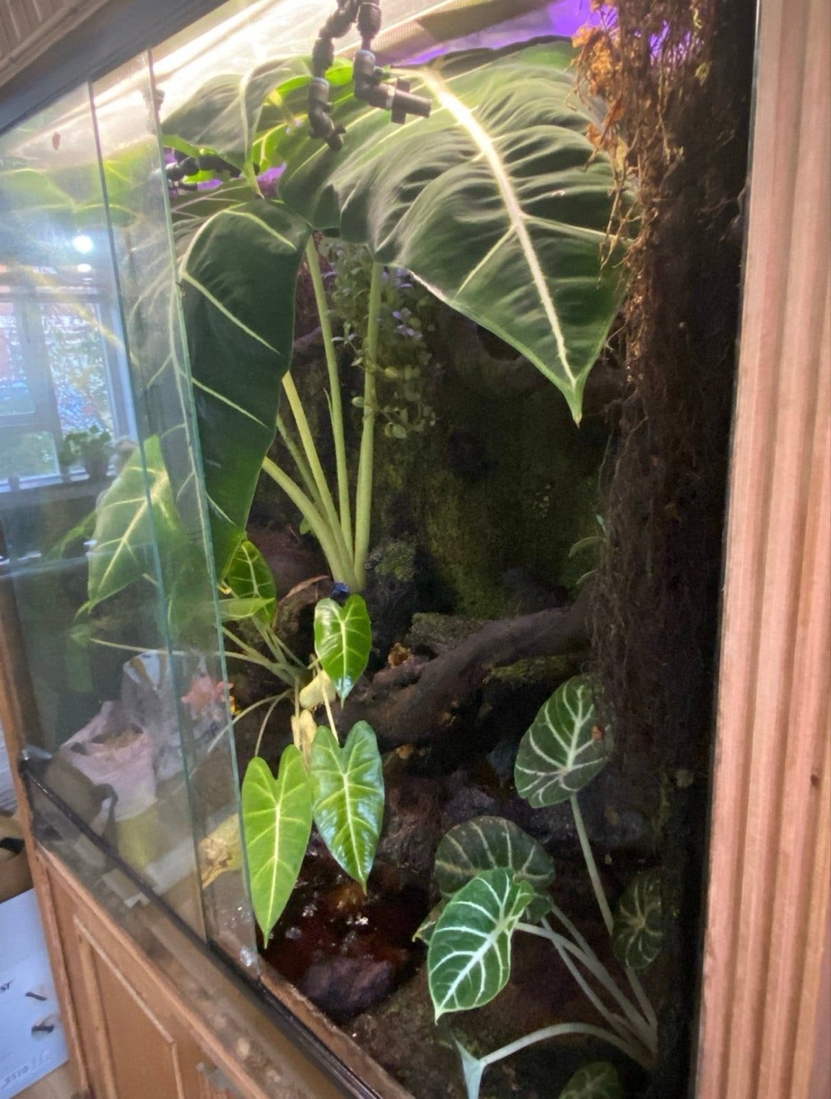 Compleet paludarium, Ophalen, Gebruikt, Terrarium of Paludarium