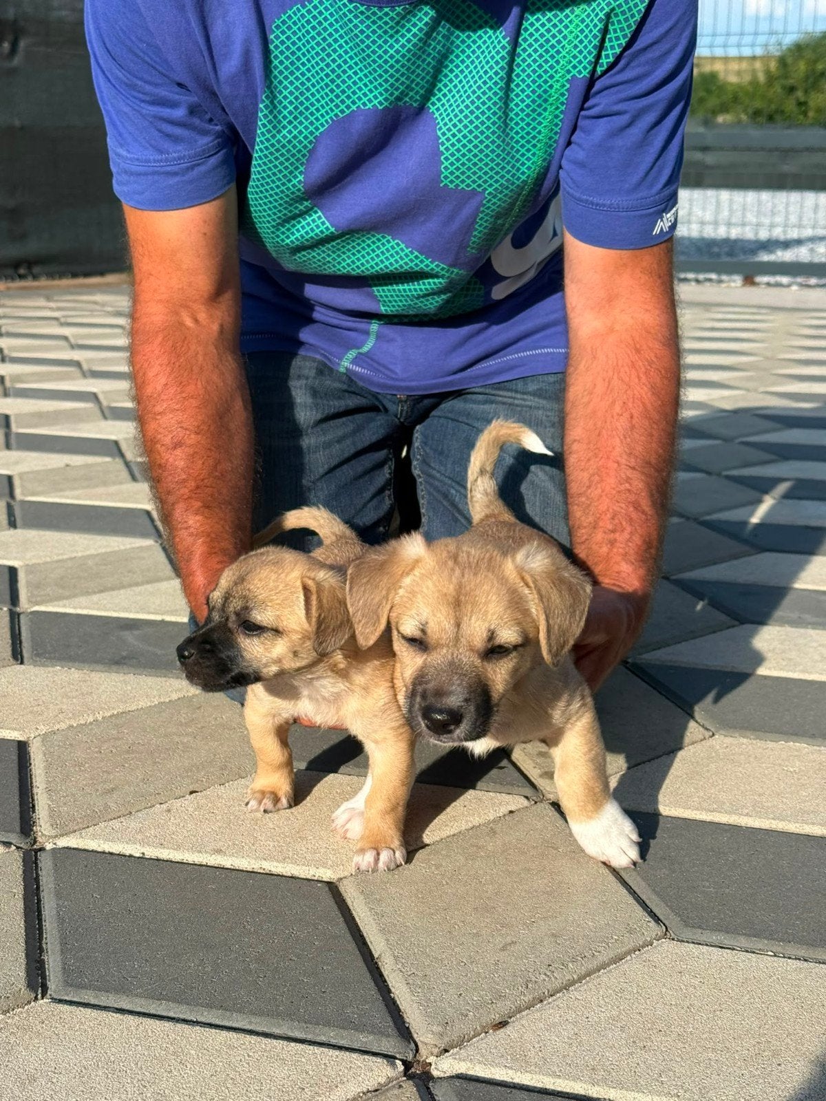 Joy mix Kleinblijvende-puppy reu, Dieren en Toebehoren, Honden | Niet-rashonden, Particulier, Reu, 8 tot 15 weken, Buitenland