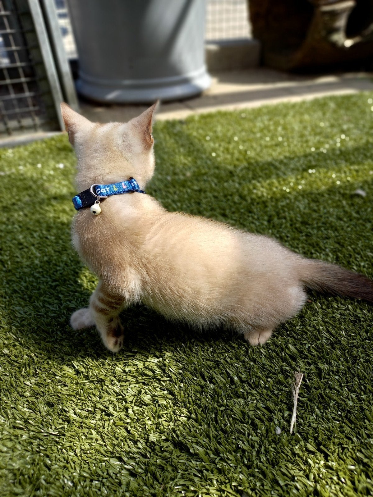 mooie Bengaals kittens met blauwe ogen., Meerdere dieren