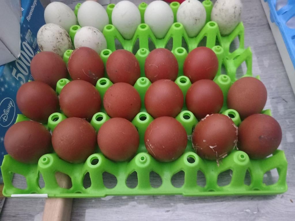 Broedeieren Marans zwartkoperhals, Dieren en Toebehoren, Pluimvee
