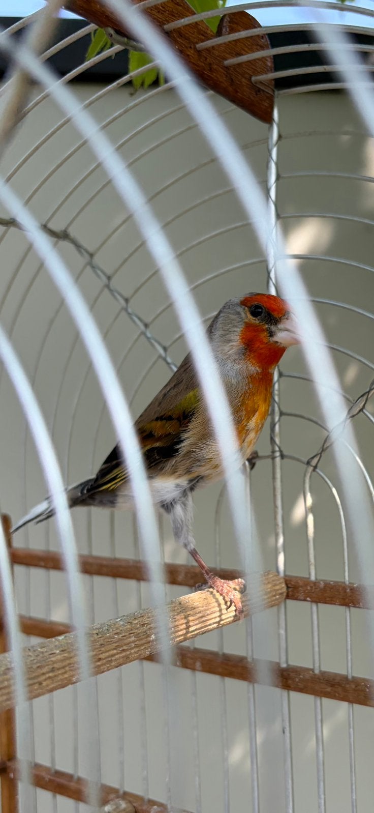 Bastaard Majoor Putter maal Timbrado 2025, Dieren en Toebehoren, Vogels | Overige Vogels, Mannelijk, Wildzangvogel, Geringd